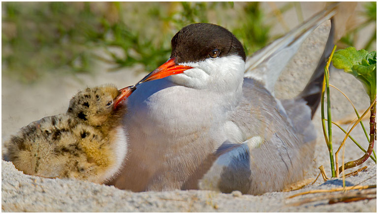 Common tern no 22 pres s